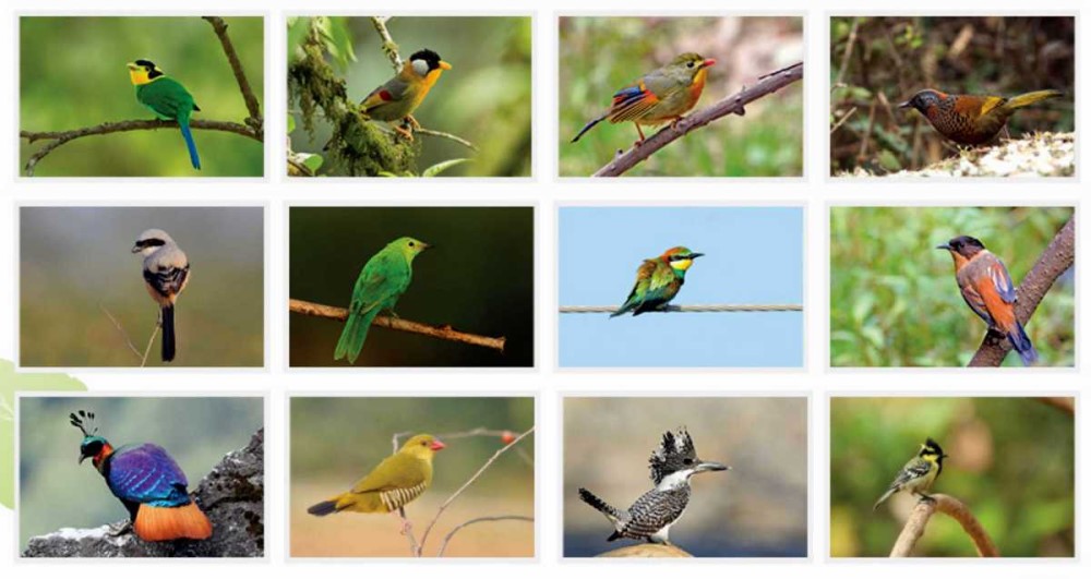 Corbett, Pangot & Sattal Birding Tour