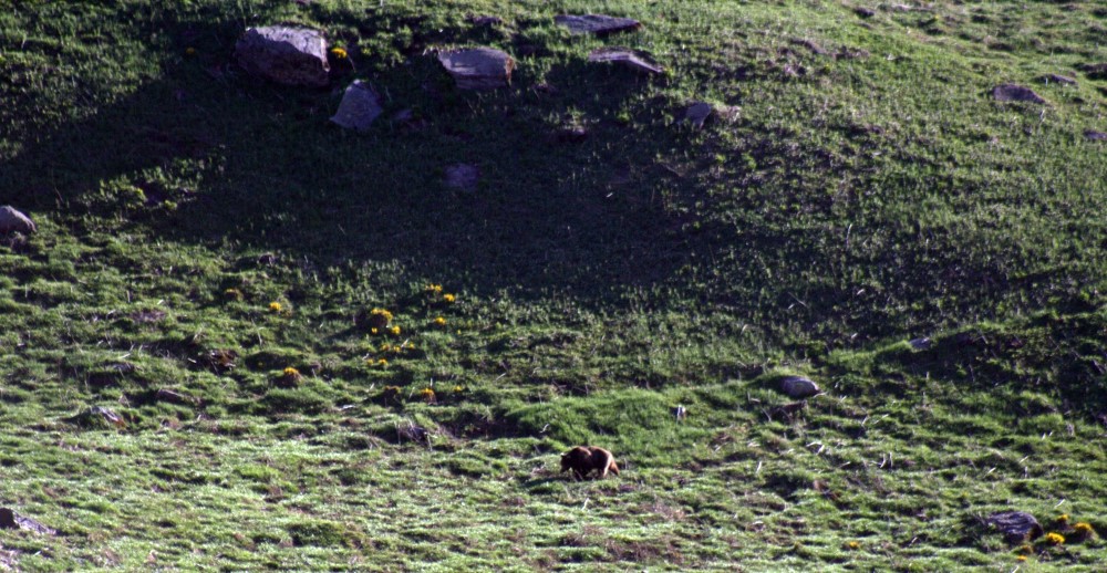 GHNP Trek – In Search of Himalayan Brown Bear