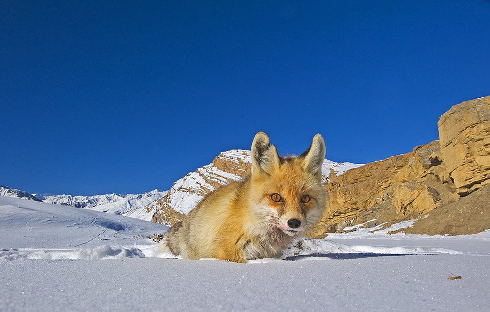 Pugmarks – In Search of the Tibetan Wolf
