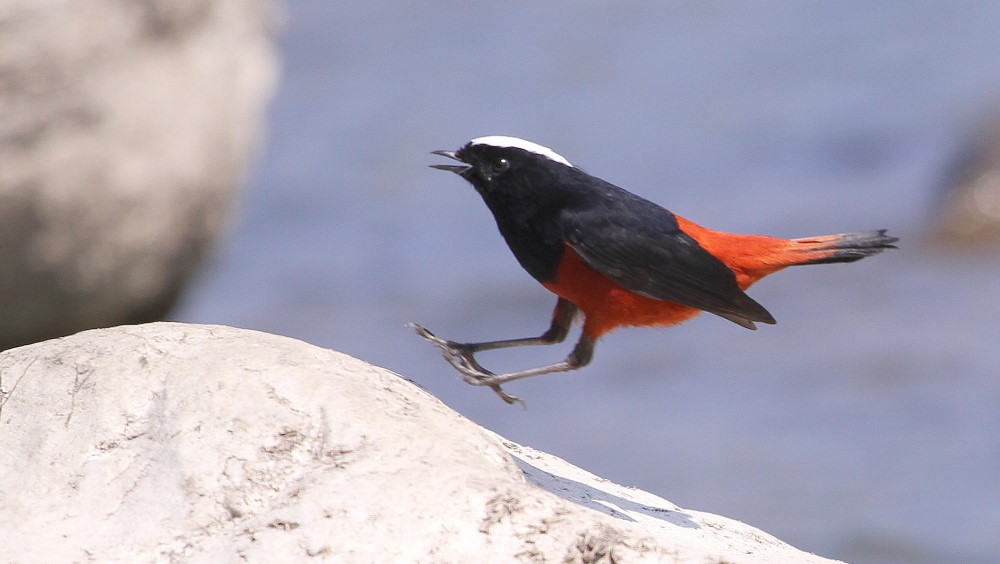Sikkim Homestay Birding Tour