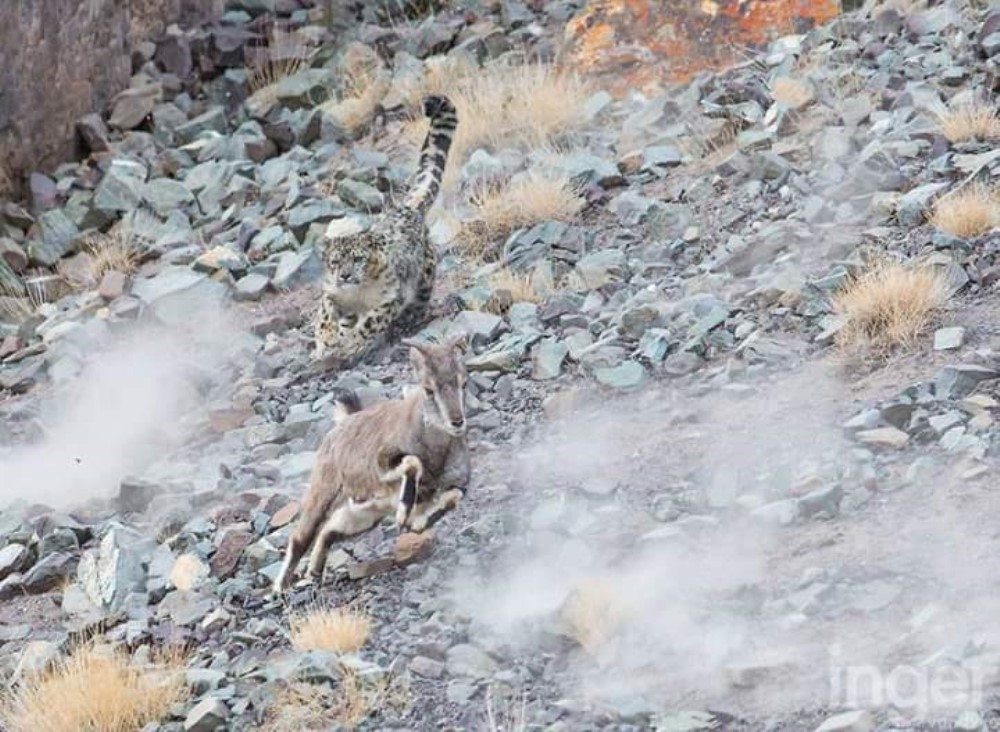 Snow Leopard Summer Trek – Ladakh