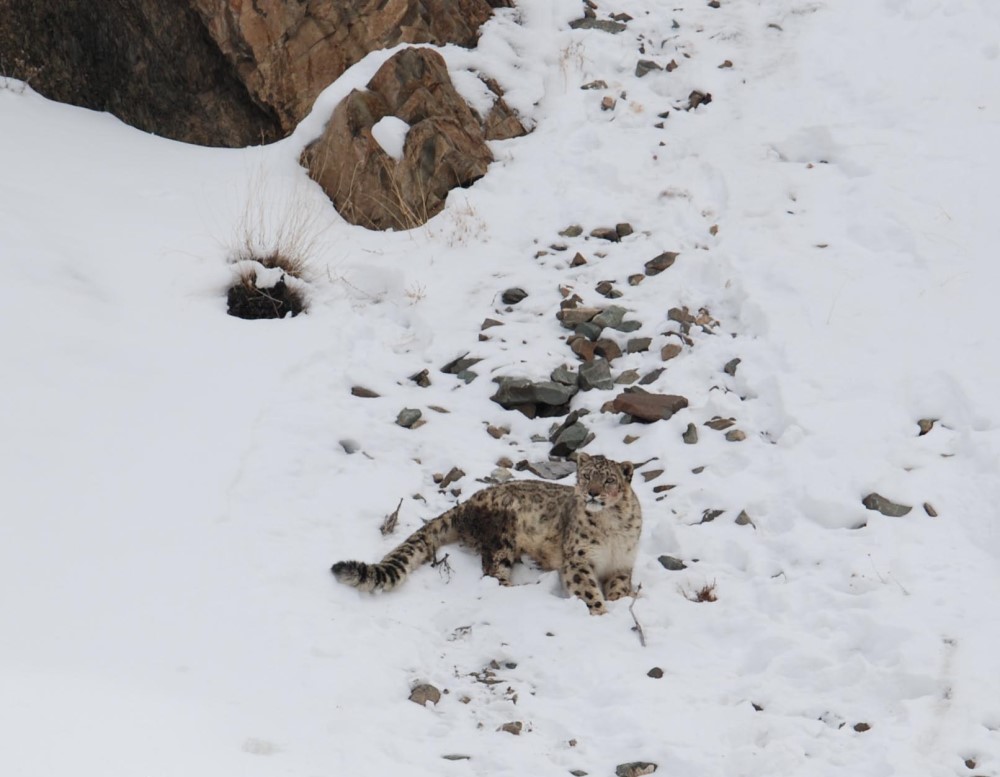 Snow Leopard Winter Trek – Spiti Valley