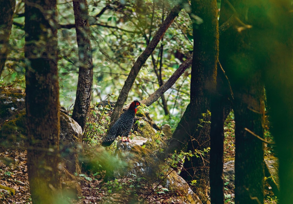 GHNP Western Tragopan Trek